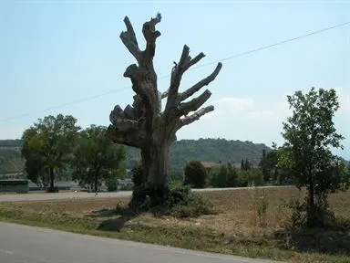 Querciabella. Una proposta: fate nel tronco una scultura. Rimarrà un simbolo per sempre. Cercansi artisti disponibili e cercasi amministrazione comunale consenziente
